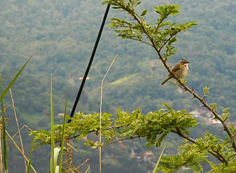 Mais de 25 mil espécies da flora só existem no Brasil, mostra estudo