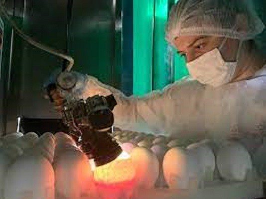 Fábrica de ovos para produção de vacinas
