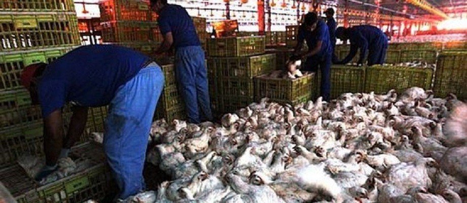 A Arábia Saudita pode restringir a importação de carne de frango do Brasil
