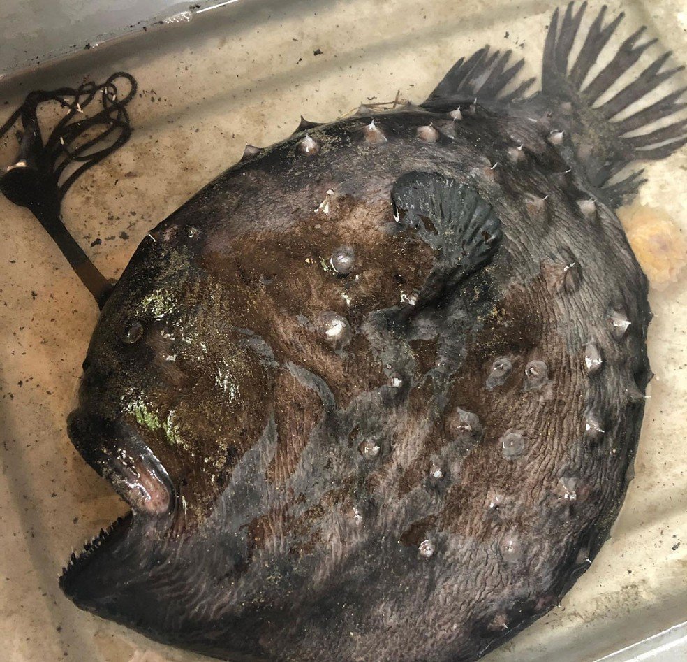 Peixe das profundezas do oceano é encontrado em praia na Califórnia