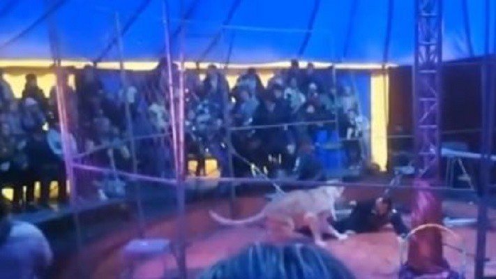 Durante apresentação na Rússia, domador é atacado por leoa
