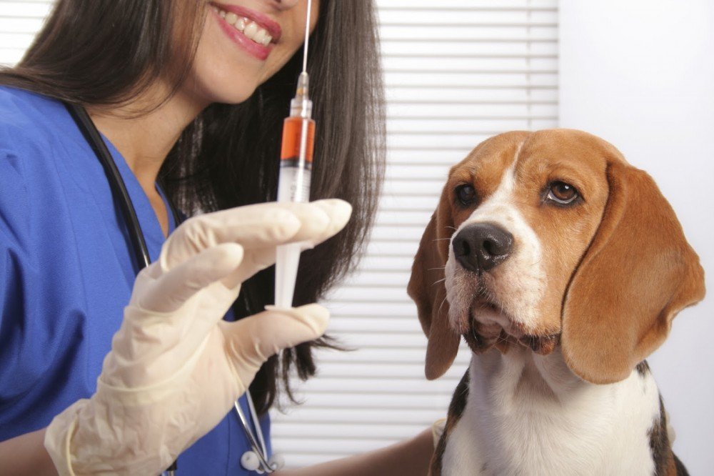 Dia da Imunização: vacinas garantem saúde e longevidade ao pet