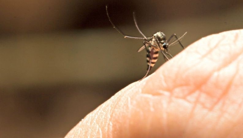 Vacina contra febre amarela