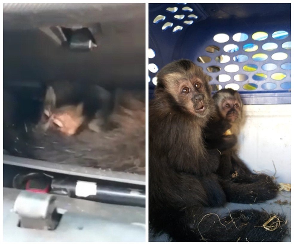 Macacos-prego são achados dentro de porta-luvas de carro em rodovia do interior de SP