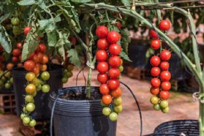 Dia de Campo da Agristar será virtual