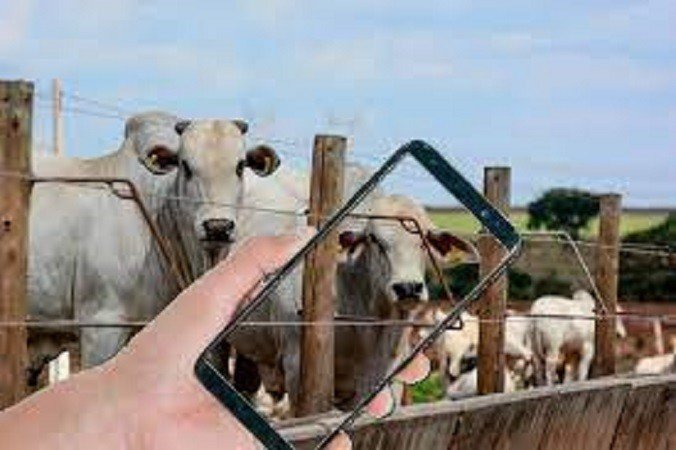 A realidade das fazendas de gado no Brasil está mudando graças à inteligência artificial