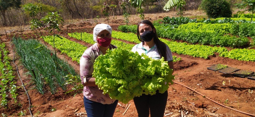Assistência técnica contribui para o desenvolvimento da agricultura familiar