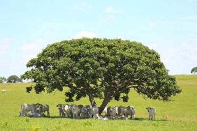 Bem-estar animal: análise e planejamento garantem o lucro para o negócio pecuário