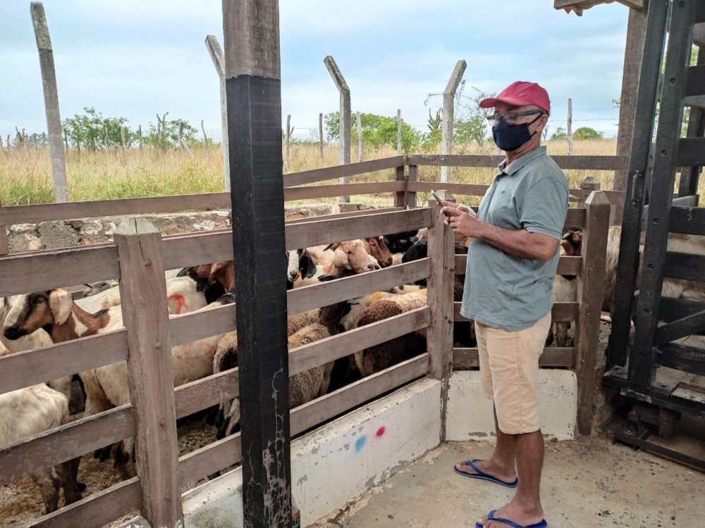 Caprino-ovinocultura viabiliza comercialização mensal de mais de R$100 mil para pequenos produtores do Semiárido