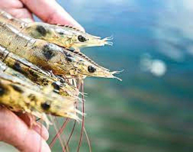 O camarão cultivado é um bom exemplo do quanto o Agro inovou e evoluiu nas últimas décadas