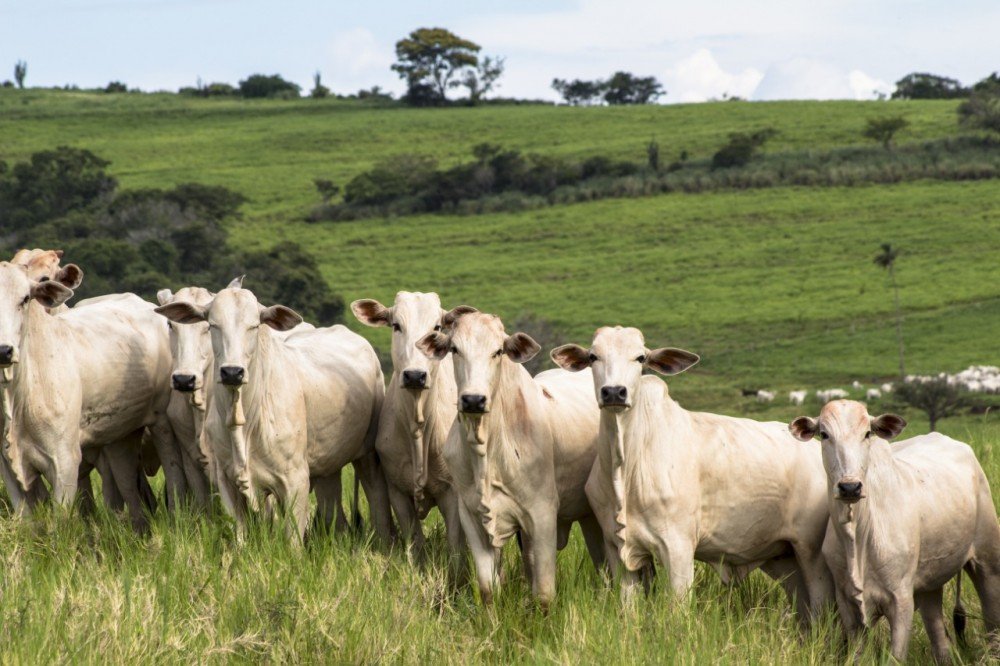Bezerro e custo de produção altos. Qual o caminho para o lucro na pecuária, nos próximos meses?