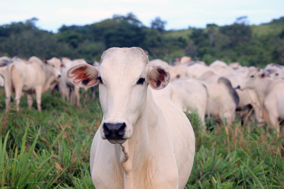 Exportações para China estão suspensas por conta de casos de vaca louca