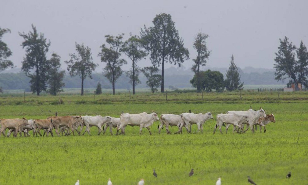 Vaca louca: Compradores chineses de carne bovina esperam retomada rápida do comércio com o Brasil