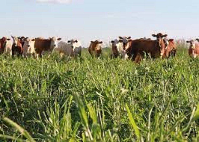 Família torna fazenda eficiente e rentável com a ILP