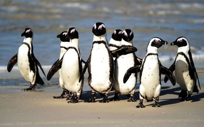 Pinguins ameaçados de extinção são mortos por enxame de abelhas