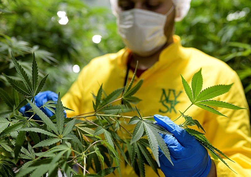 Empresa de Cannabis Medicinal anuncia pesquisas junto com Unifesp, Usp e Universidade Federal da Paraíba