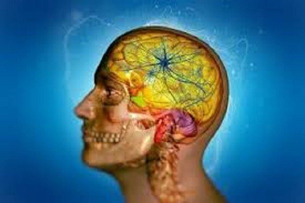 10 curiosidades sobre o crânio e o cérebro que irão te surpreender