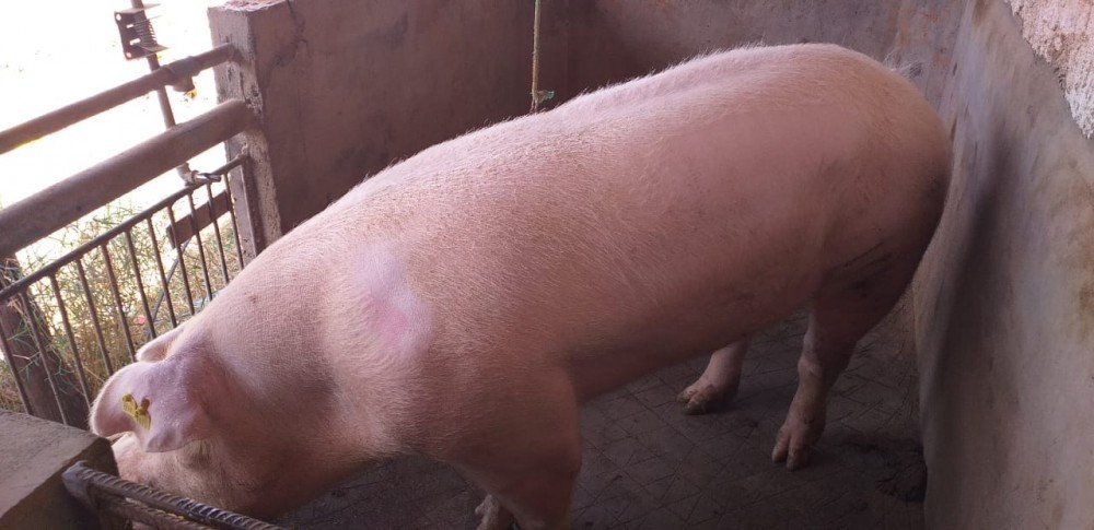 Criação de suínos é alternativa de renda para agricultores da zona rural de Condeúba