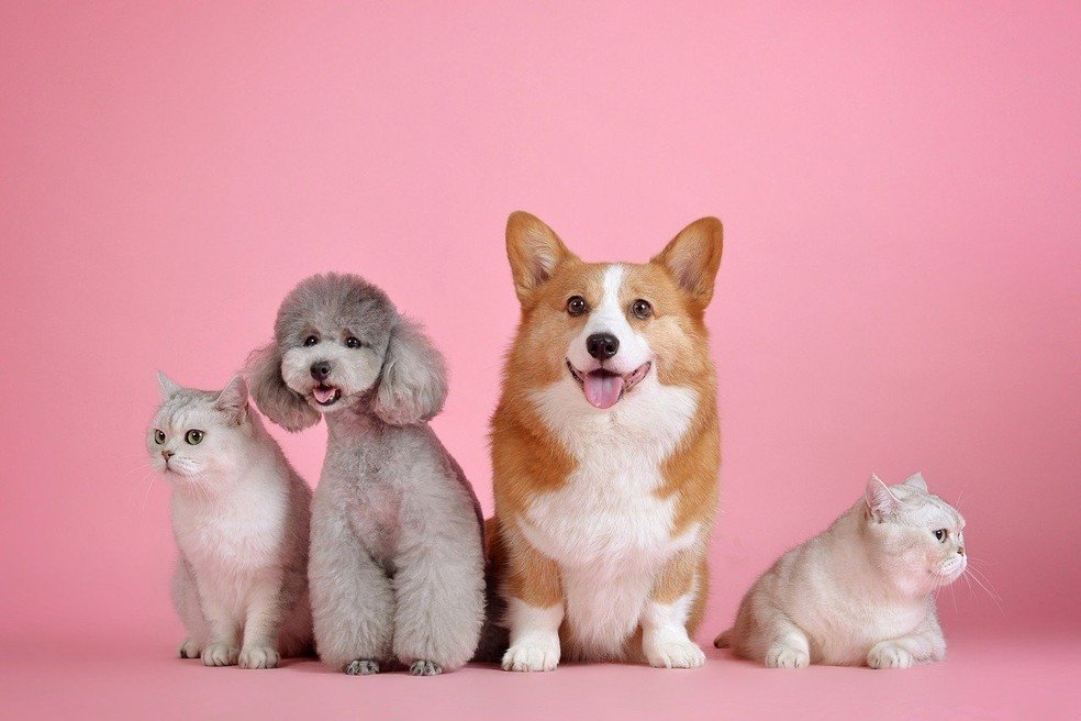 Cães e gatos podem ser vegetarianos? Veterinários explicam