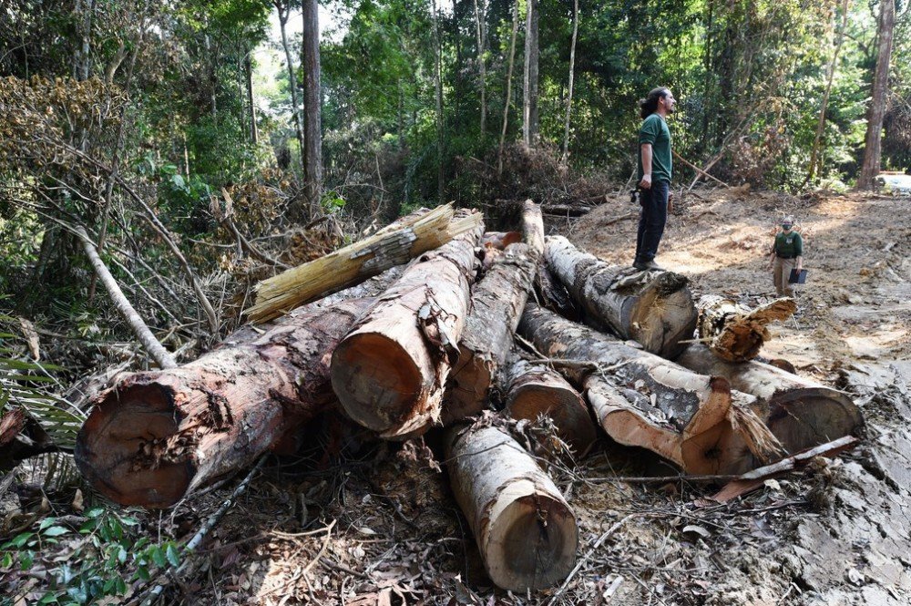 Alertas de desmatamento na Amazônia batem recorde em outubro, aponta Inpe