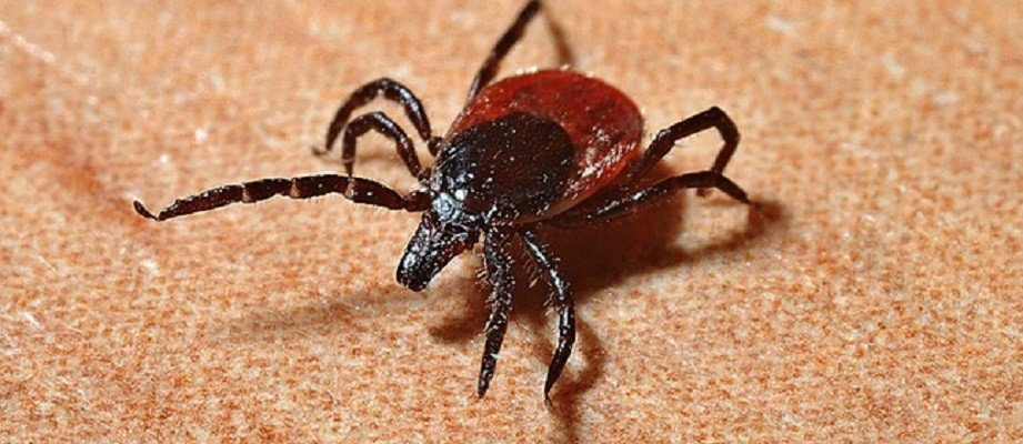 Vacina para carrapatos!