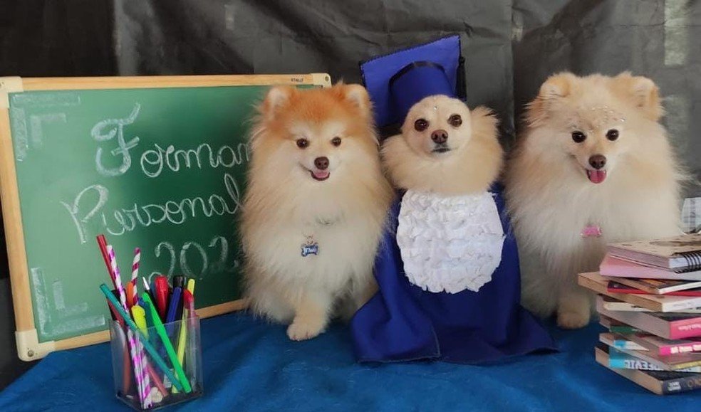 'De beca e tudo': cães 'se formam' em creche e ganham ensaio fotográfico