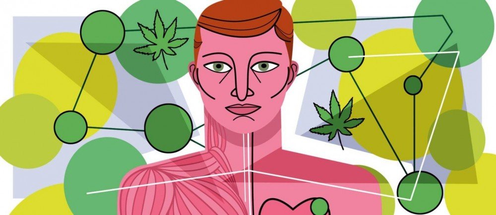 A maconha natural que regula funções importantes no corpo humano