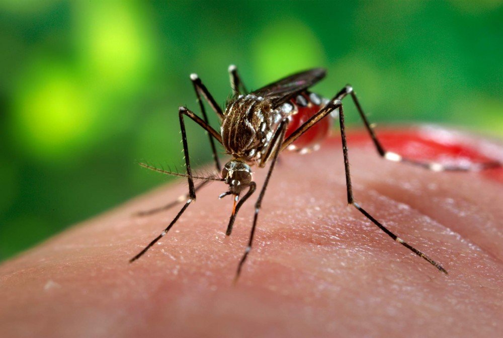 Casos de chikungunya disparam e acendem alerta de nova epidemia no Brasil
