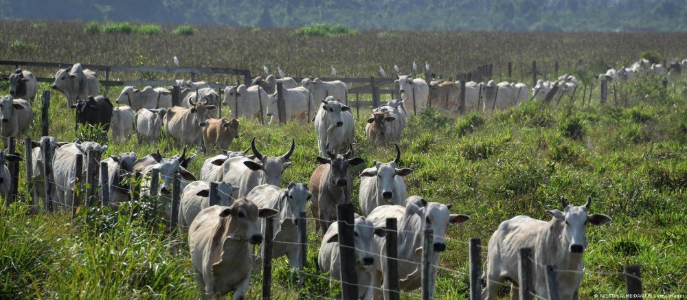 Supermercados europeus boicotam carne brasileira