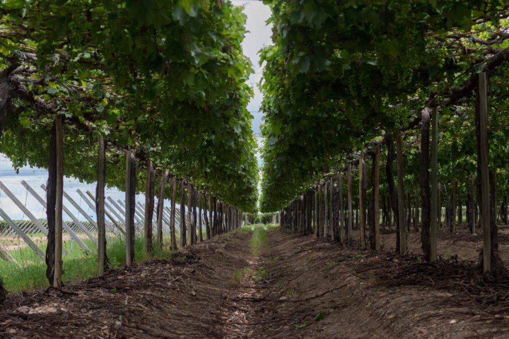 Polo Viticultor da Bahia - Investidores catarinenses voltam à Bahia para avançar na implantação