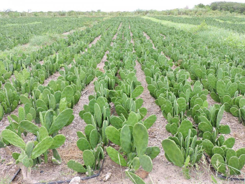 Programa da SDR garante alimentação do rebanho no período de seca.