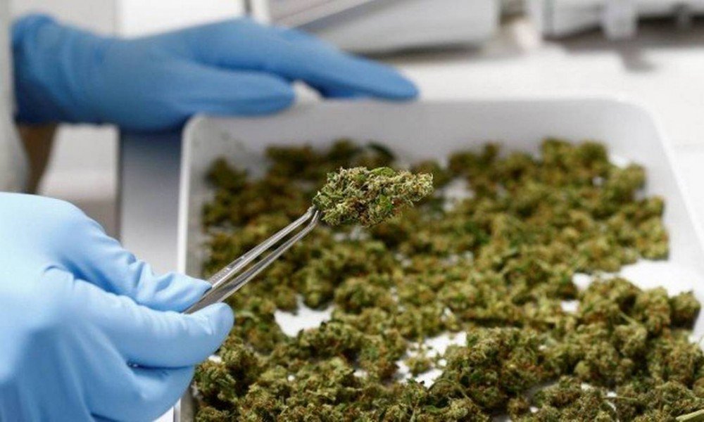 Canabidiol, composto da maconha, está sendo testado no tratamento de pelo menos vinte doenças