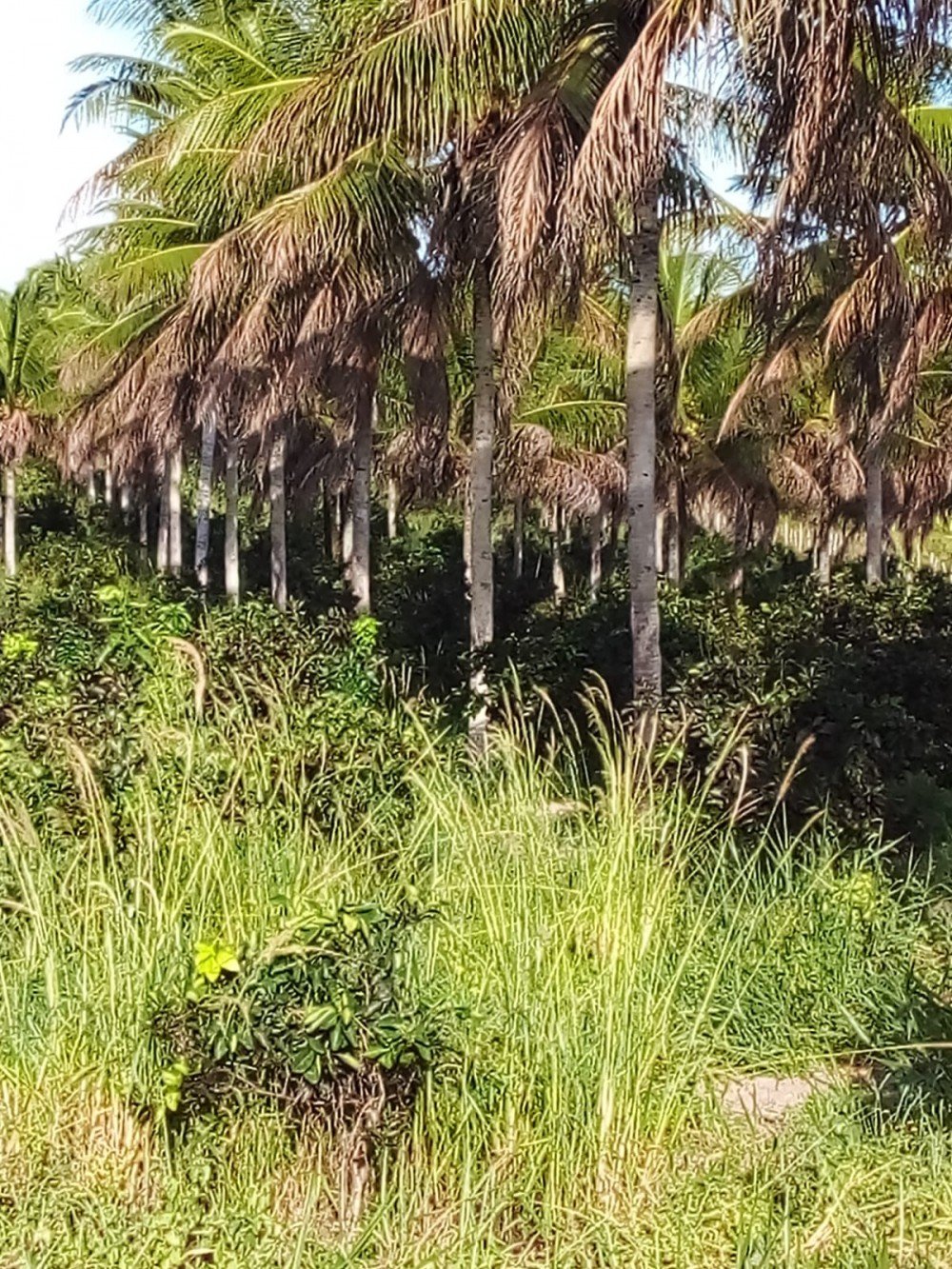 Produção de coco cresce 450% em comunidade rural de Acajutiba