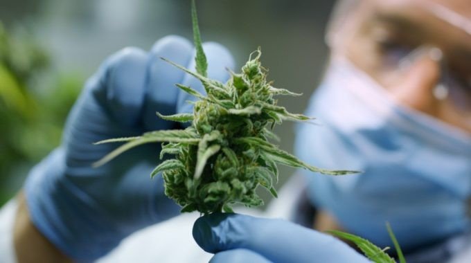 Anvisa aprova três novos medicamentos à base de Cannabis