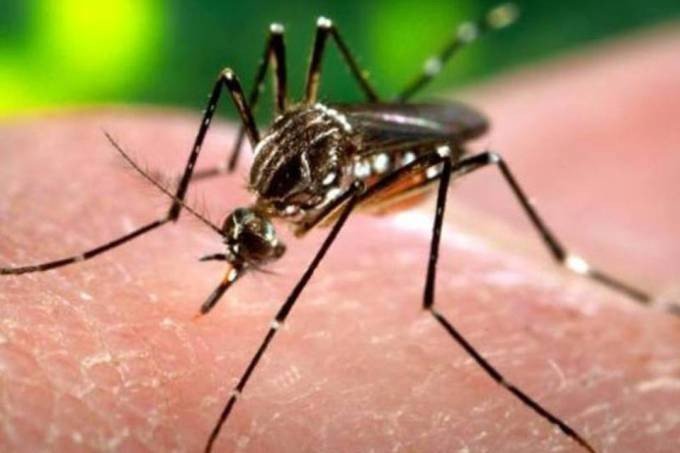 Ministério da Saúde confirma 328 mortes por febre amarela no Brasil