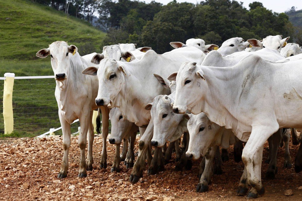 ATENÇÃO: Vacinação contra aftosa começa em 1º de maio
