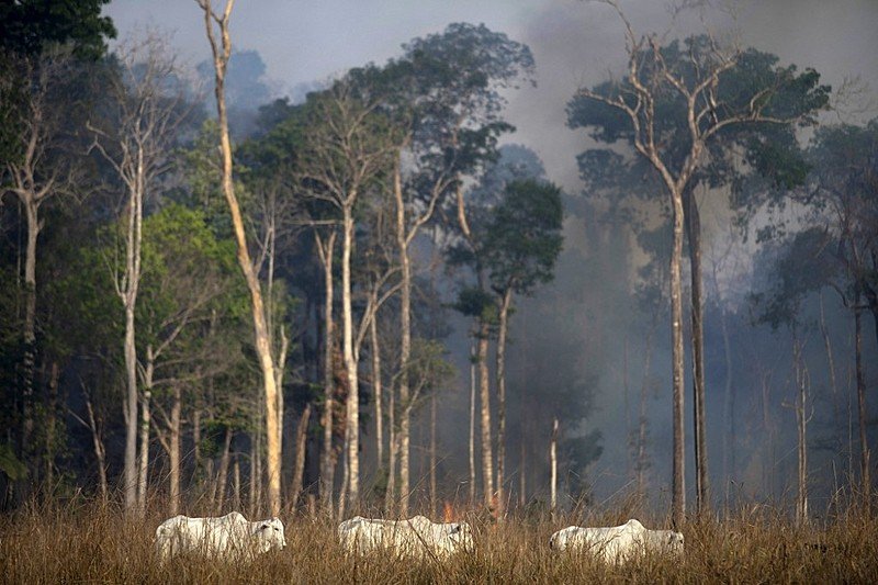 Agronegócio foi responsável por 97% do desmatamento no Brasil em 2021