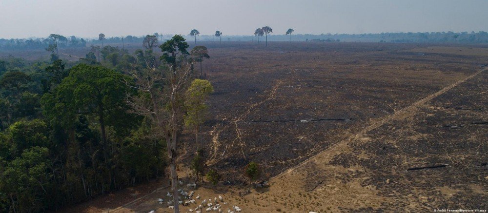 Brasil perdeu 13% da vegetação nativa nos últimos 37 anos