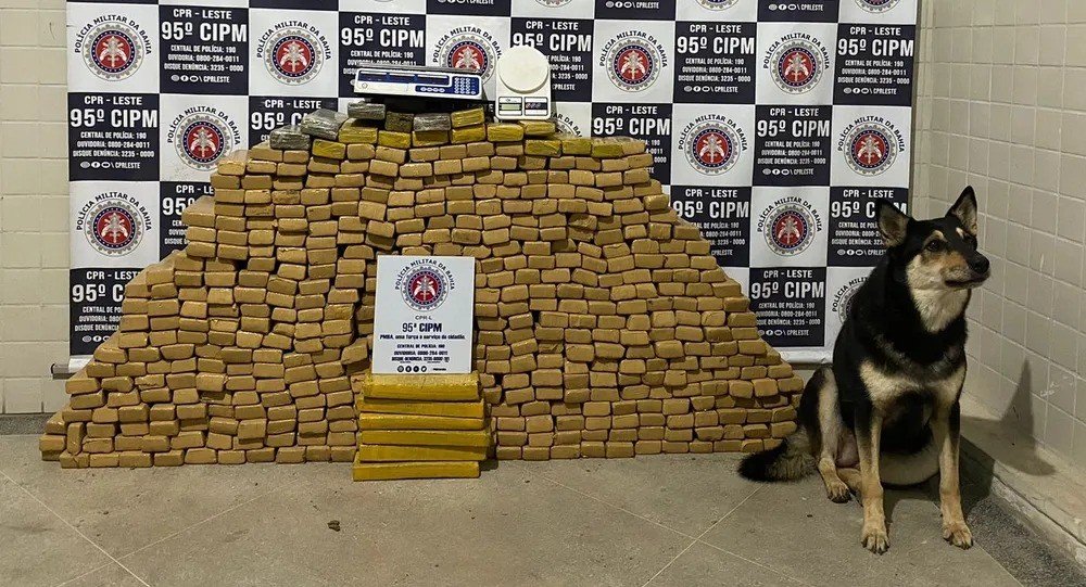 Com auxílio de cão farejador, 500 kg de droga são apreendidos em Catu