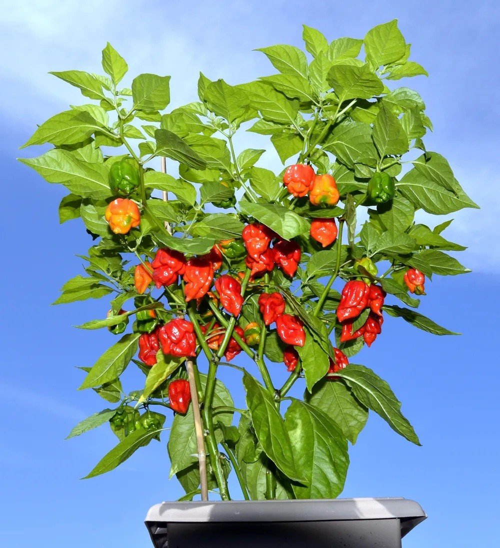 Pimenta mais ardida do mundo se chama Carolina Reaper e foi criada por agricultor americano