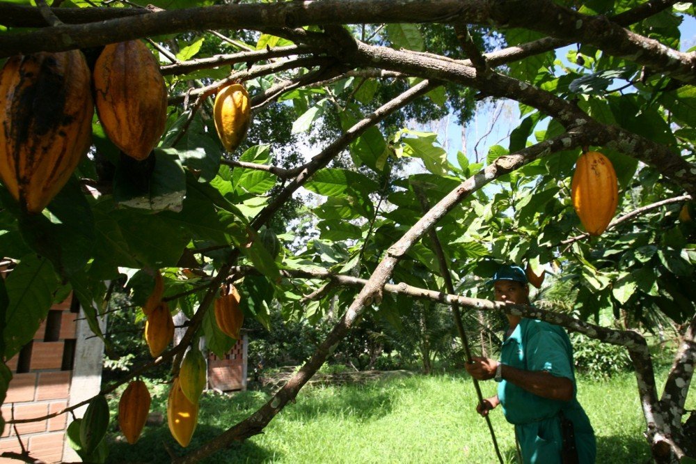 Durante a Páscoa, há um aumento na produção de chocolates no sul da Bahia