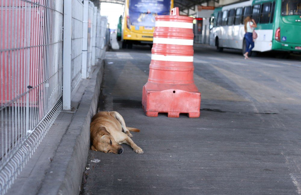 O debate sobre o abandono animal é intensificado devido a um decreto municipal