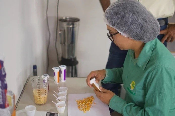 São João: produção de milho não-transgênico na Bahia garante sabor e tradição