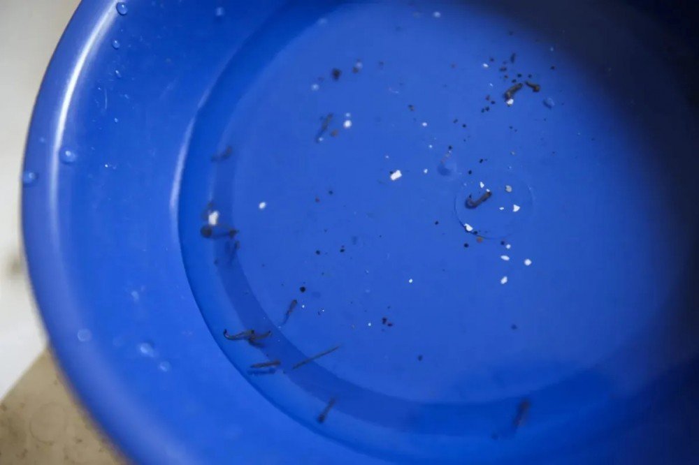 Notificações de zika vírus aumentam no país em relação a 2022