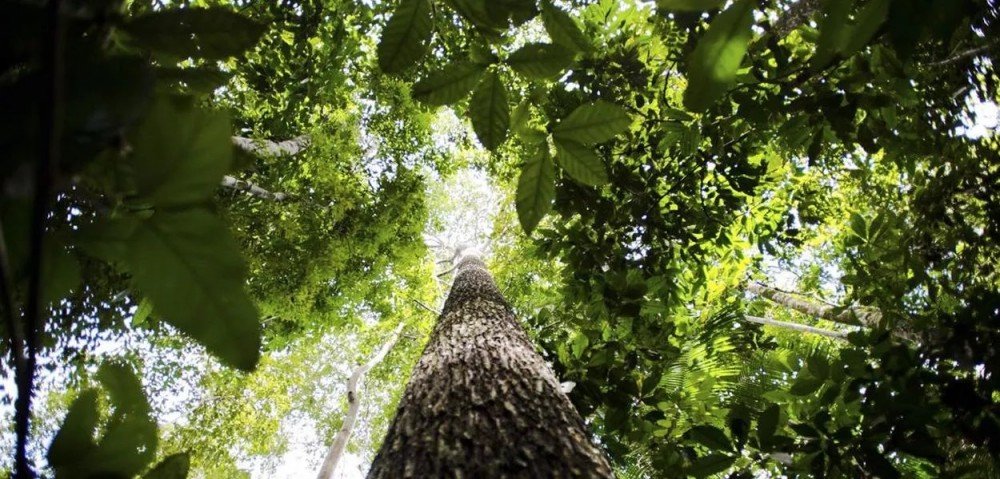 Em 38 anos, Terras Indígenas tiveram 99% de sua área de vegetação nativa preservada