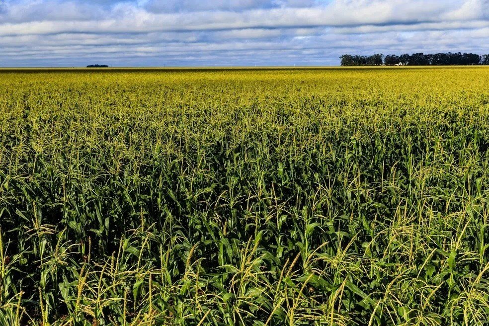 Brasil se tornará este ano o maior exportador mundial de milho