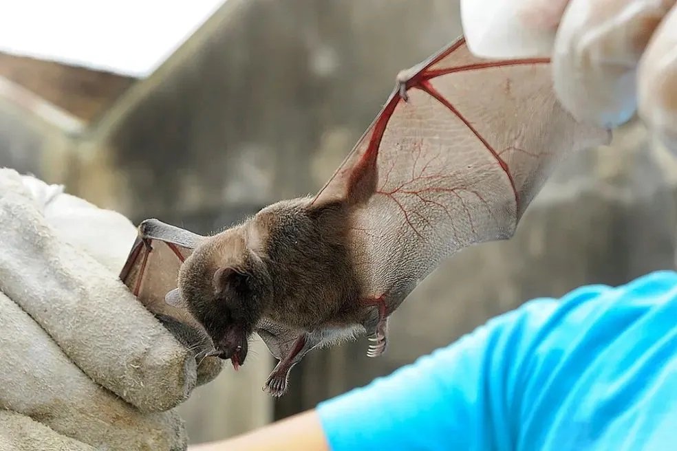 Dois casos de raiva em morcegos são registrados em Feira de Santana