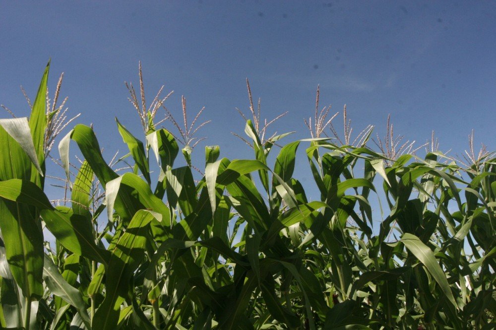 Safra baiana cresce e produção de grãos bate recorde em 2018