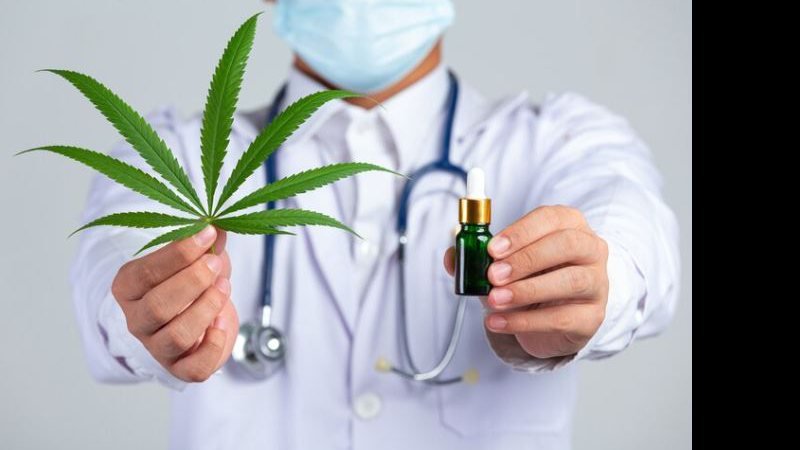 Brasil pode ganhar primeiro banco genético da planta Cannabis sativa; saiba detalhes