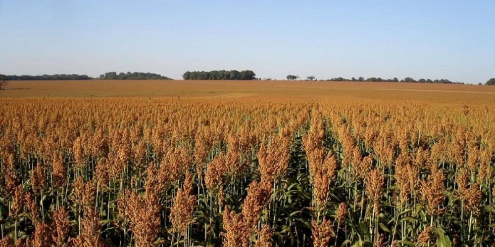 Milho dá lugar ao sorgo na Bahia e cultivo deve crescer 12% na safra 2013/2024